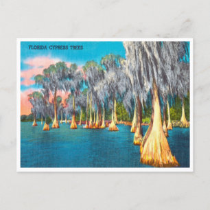 Vintage Florida Cypress Träd Travel Postcard Vykort