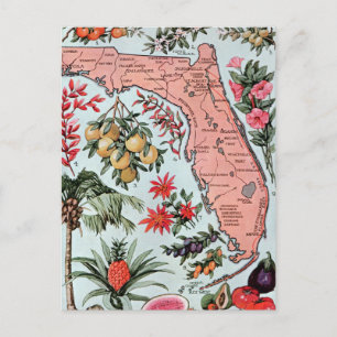 Vintage Florida Everglade statliga frukter och blo Vykort