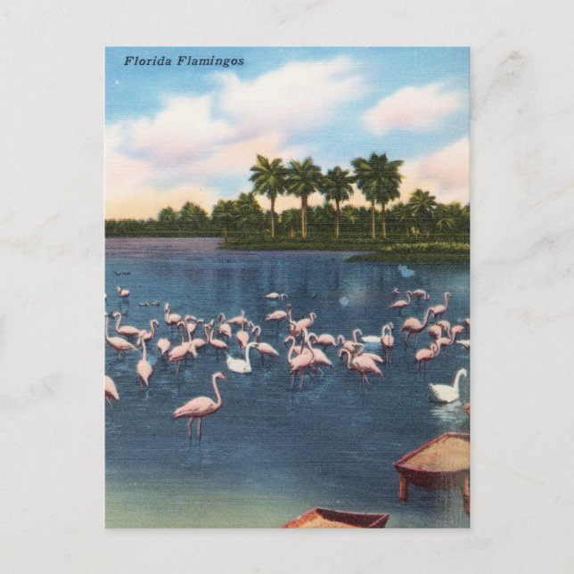 Vintage Florida Flamingos Travel Postcard Vykort (Framsida)