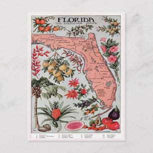 Vintage Florida Karta, Everglade State Travel Vykort