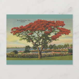 Vintage Florida Royal Poinciana Träd Vykort
