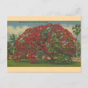 Vintage Florida Royal Poinciana Träd vykort