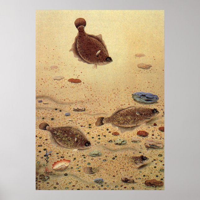 Vintage Floundervattensfisk, marin havslevande fis Poster (Framsidan)