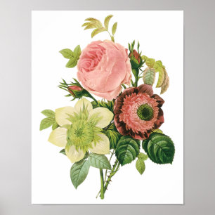 Vintage Flowers, Anemone Ro Clematis av Redoute Poster