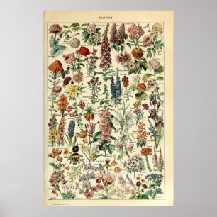 Vintage Flowers av Adolphe Millot Poster