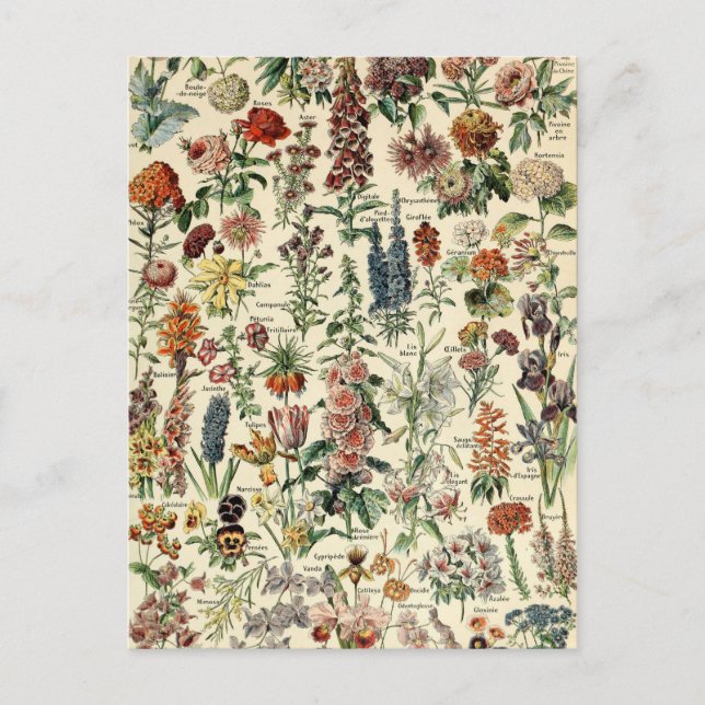 Vintage Flowers av Adolphe Millot Vykort (Framsida)