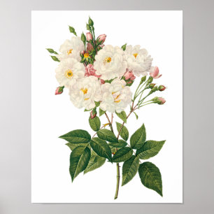 Vintage Flowers Blommigt  Noisette Ro Redoute Poster