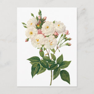 Vintage Flowers Blommigt Noisette Ro Redoute Vykort