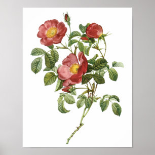 Vintage Flowers Blommigt Röd ros av Kärlek av Re Poster