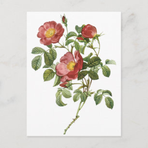 Vintage Flowers Blommigt Röd ros i Kärlek av Redou Vykort