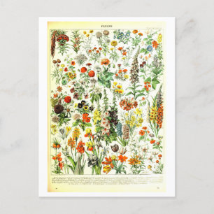 Vintage Flowers Botanisk Illustration Postkort Vykort