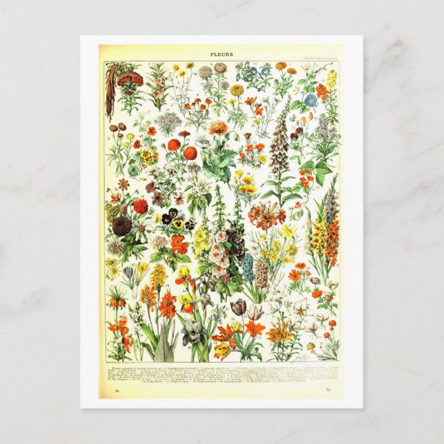 Vintage Flowers Botanisk Illustration Postkort Vykort (Framsida)
