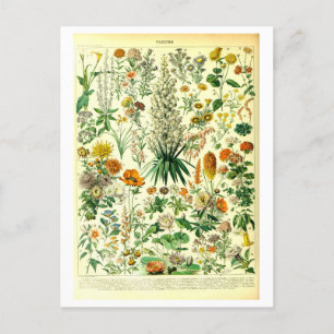 Vintage Flowers botaniska vykort för illustration