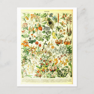 Vintage Flowers botaniska vykort för illustration