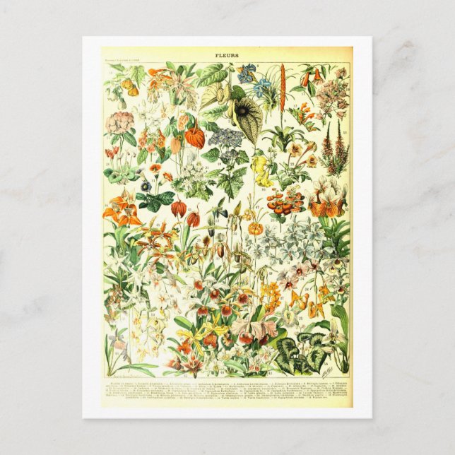 Vintage Flowers botaniska vykort för illustration (Framsida)