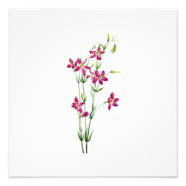 Vintage Flowers - Centaurium av Mary Vaux Walcott Fototryck