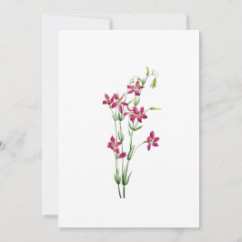 Vintage Flowers - Centaurium av Mary Vaux Walcott Inbjudningar
