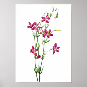 Vintage Flowers - Centaurium av Mary Vaux Walcott Poster