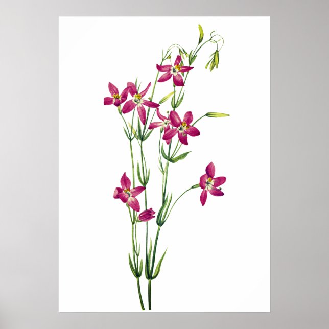 Vintage Flowers - Centaurium av Mary Vaux Walcott Poster (Framsidan)
