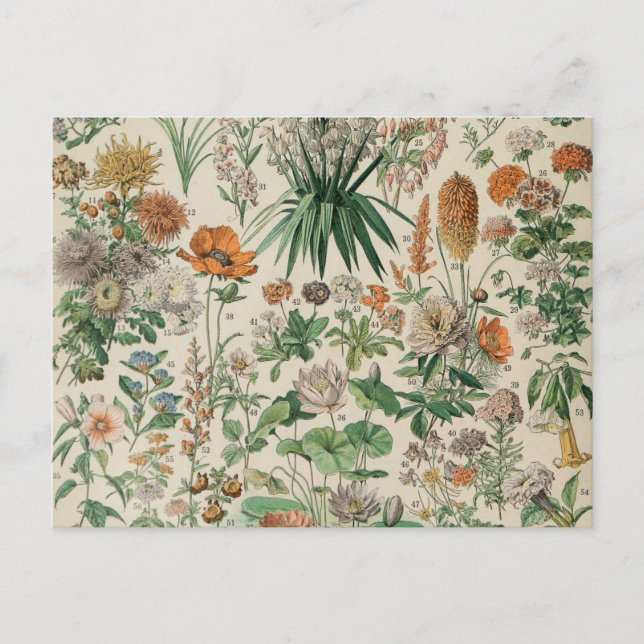 Vintage Flowers Illustration Adolphe Millot Vykort (Framsida)