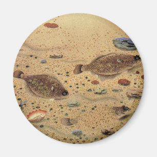 Vintage Flundror, Marin Oceanliv Flata Fiskar Magnet