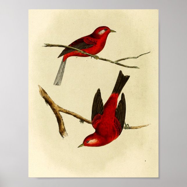 Vintage Flycatcher Bird Poster (Framsidan)