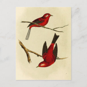 Vintage Flycatcher Bird Vykort
