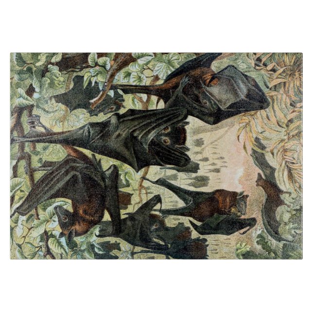 Vintage flygande rävbat akademisk illustration  (Framsidan)
