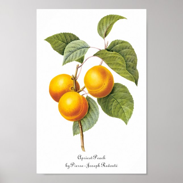 Vintage Food Fruit, Apricot Peach by Redoute Poster (Framsidan)