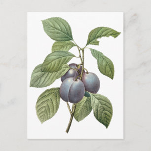 Vintage Food Fruit, Lila Garden Plums by Redoute Vykort