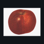 Vintage Food Fruit, Organic Red Delicious Apple Vykort<br><div class="desc">Vintage illustrerar bilden av livsmedel och frukter som innehåller ett ekologiskt moget rödäpple,  som nyligen plockats från fruktodlingen träd på den lokala gården. Äpplet är en klassisk symbol för utbildning,  skola,  lärande och lärare. Om ni kan läsa detta tack till en lärare!</div>