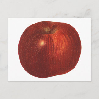 Vintage Food Fruit, Organic Red Delicious Apple Vykort