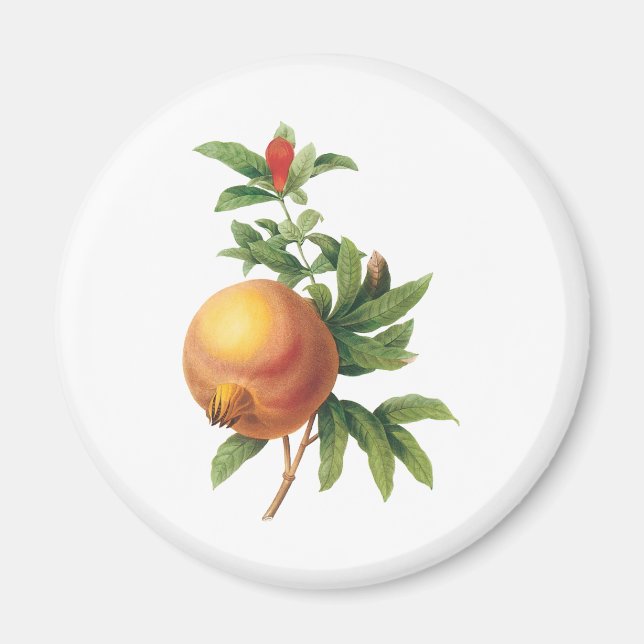 Vintage Food Fruit, Pomegranat by Redoute Magnet (Framsidan)