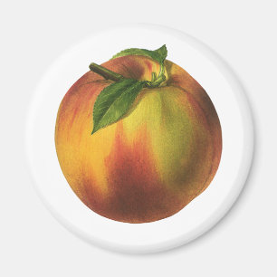Vintage Food Fruit, Ripe Organic Peach med Löv Magnet