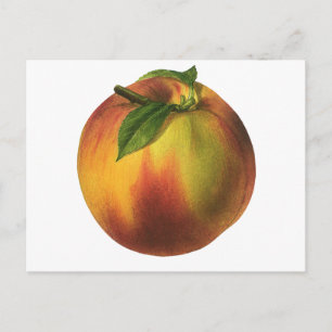 Vintage Food Fruit, Ripe Organic Peach med Löv Vykort