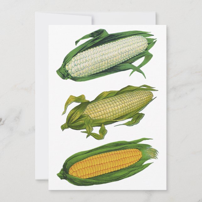 Vintage Food Health Vegetables, Fresh Maj on Cob (Framsida)