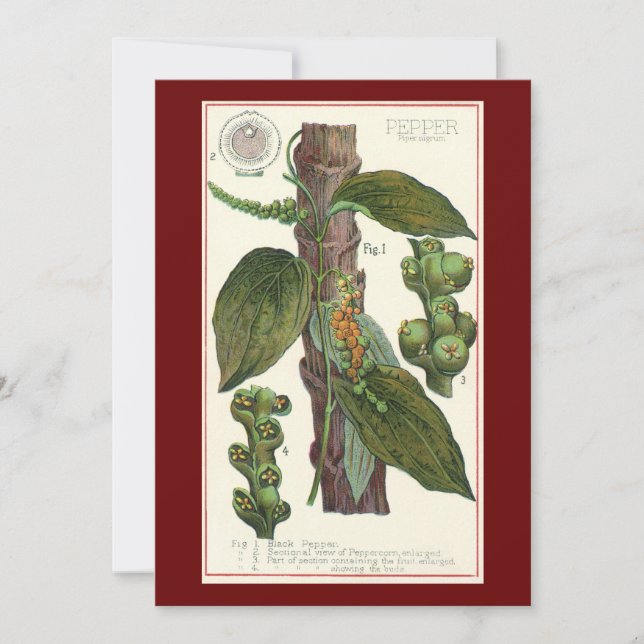Vintage Food Örter Spices, Black Pepper Plant (Framsida)