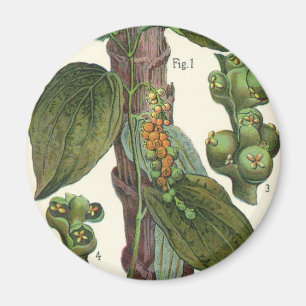 Vintage Food Örter Spices, Black Pepper Plant Magnet