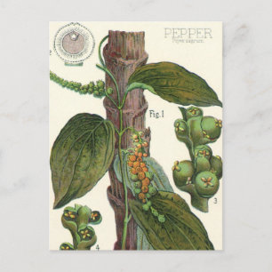 Vintage Food Örter Spices, Black Pepper Plant Vykort