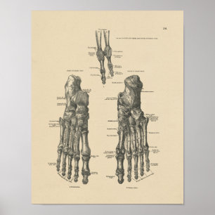 Vintage Foot Bones Anatomy 1880 Skriv ut Poster