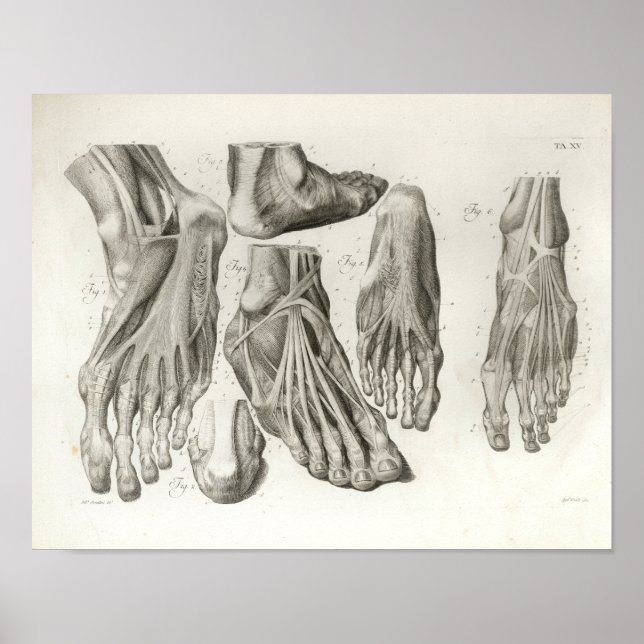 Vintage Foot Muscle Ligaments Anatomy Print 1716 Poster (Framsidan)
