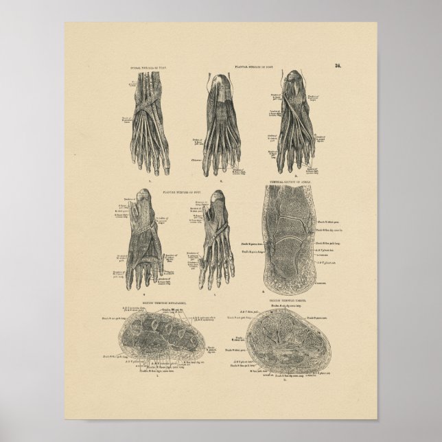 Vintage Foot Muscles Anatomy 1880 Print Poster (Framsidan)