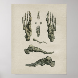 Vintage för anatomi för humant fotfäste Skriv ut Poster
