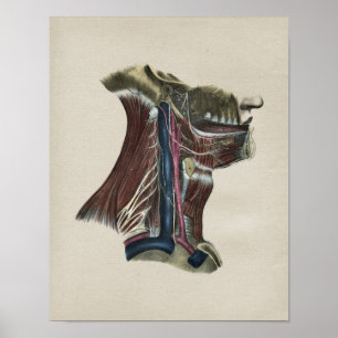 Vintage för anatomi i mänskligt nervsystem Skriv u Poster