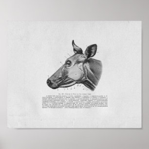 Vintage för cellmuskelanatomi poster