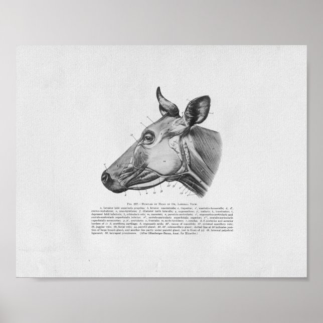 Vintage för cellmuskelanatomi poster (Framsidan)