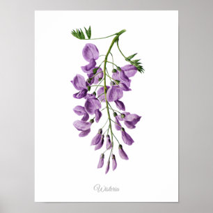 Vintage för enbart Elegant Botaniskt utskrift Wist Poster
