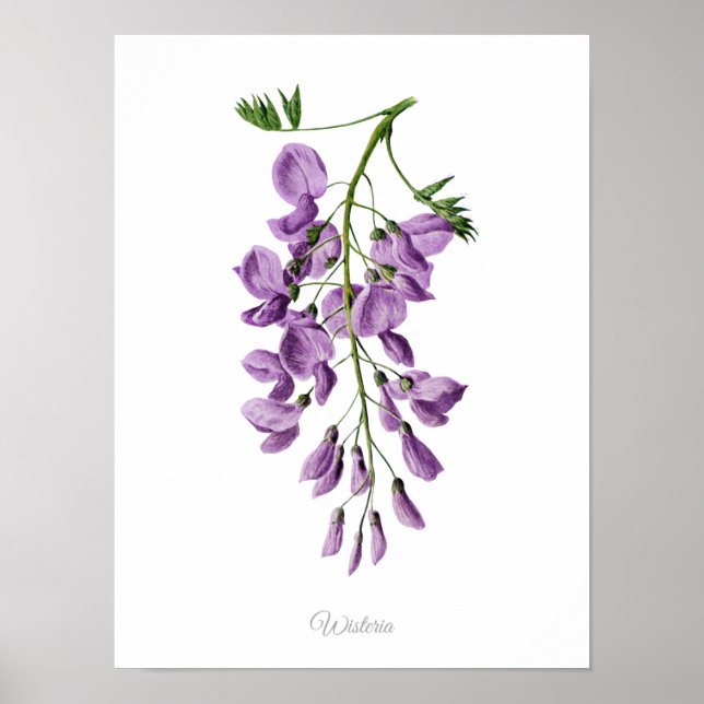 Vintage för enbart Elegant Botaniskt utskrift Wist Poster (Framsidan)