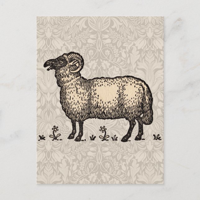 Vintage för fårlamm vykort (Framsida)