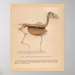 Vintage för Fransk av hornens djupa muskelanatomi Poster